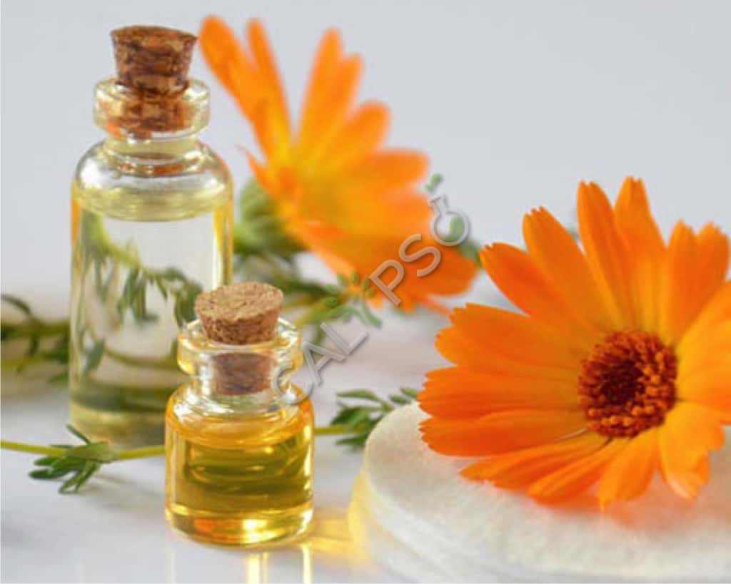 Koop 100% pure calendula absule olie